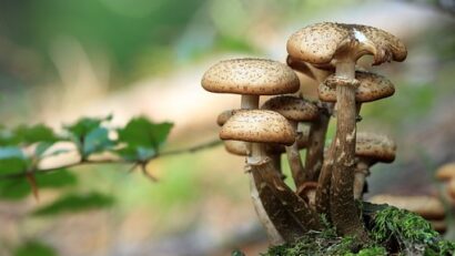 Understanding the potential cognitive and mental health benefits of mushroom supplements.